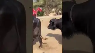 King of multan dogr #buffalo #baffalo #dairyfarm #murraha #farming #dogar