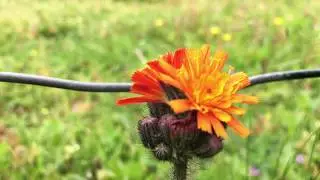 Oranje havikskruid  (Hieracium aurantiacum, syn.: Pilosella aurantiaca) - 2017-05-30