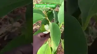 Magnolia champaca, known in English as champak #flowers #shorts #viralshorts #youtubeshorts
