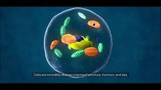 🌟 What is a Cell? Types of Cells Explained in Detail! 🧬