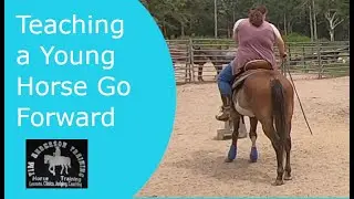 Teaching a young horse his cue for go
