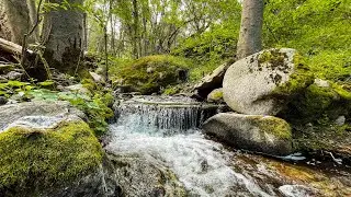 S4E11: River Roving | The Foothills Of Sequoia National Park
