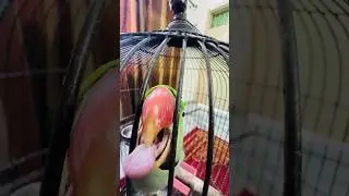 Mithaa jee zikar karte hoe 🤣😂 #danivlogs #funny