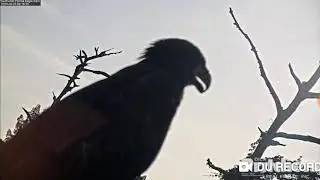 SWFEC ~ E15 flies to cam2 tree and photobombs the cam-adorable selfies ! ~ June 25th 2020