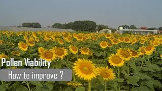pollen viability| pollen| sunflower| biotic stress| abiotic stress| climate change