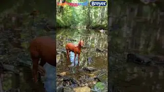 Hiking With My Breyer Horse 🐴 Paddock Pals Hazel | I bought at FiveBelow