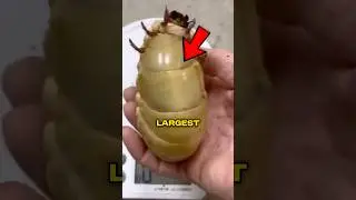 Largest Insects In The World! 🤯😱#shorts #facts