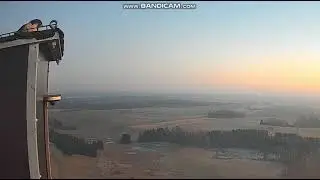 EMITEL Dobra PL-Żabka after night in nest, beautiful flight to roof, for breakfast- 2026 01 19 07 18