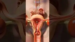 Female Reproductive System Explained | Uterus, Ovaries & Ovulation Animation #education #shorts