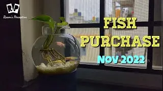 Aquarium Updated @ Nov 2022 - New Fishes Purchase