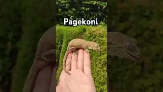Pagekoni 🦎➡️🦖➡️🦕#teraristika #gecko #reptiles #zvirata #reptilekeeper #crestedgecko