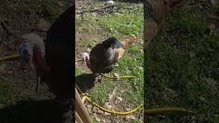 Backyard Turkey Tales, Legend of Happy Bread Dance 3 #turkeys