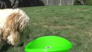 Review: GoDogGo Ball Launcher