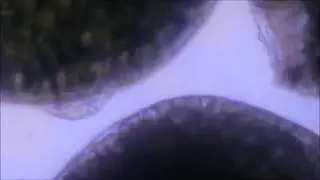 rotifer feeding