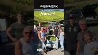 #weinlese2025 #Silvaner #silvanerheimat #hammelburg &auml;lteste Weinstadt Frankens #weinwerkbadkissingen