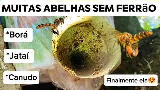 Captura de abelha Bor&aacute; e outras abelhas sem ferr&atilde;o  #deus #abelha #abelhas #abelhasemferrao  