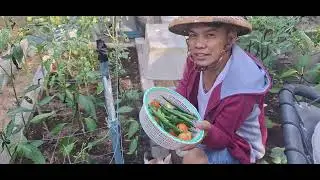 Harvest time pure organic vegetable front yard garden in Dubai