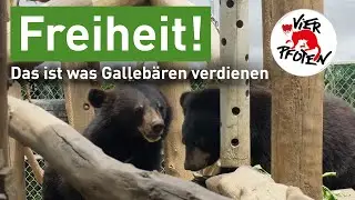 #SaddestBears️ Bärenfarm-Hotspot Hanoi | VIER PFOTEN