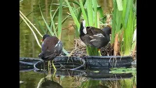 anade real macho asiente como amigo/male mallard duck nods like friend