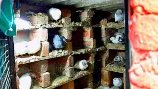 Zaman pigeon Care  is live💥🕊️