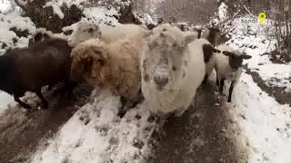 Les moutons prennent leurs quartiers d'hiver