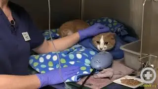 How to Use an IV Fluid Warmer