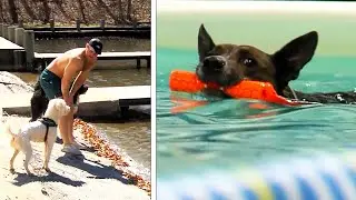 Dogs Do Not Innately Know How to Swim