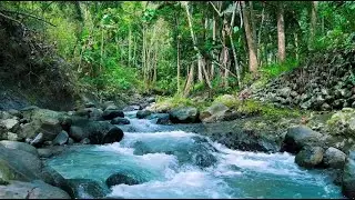 Serene River Stream Nature Soundscape for Deep Sleep, Meditation, Focus and Healing Calm
