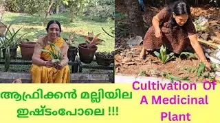 ഔഷധച്ചെടി ആഫ്രിക്കൻമല്ലിച്ചെടി നടാം.Let's  plant a medicinal Malli.