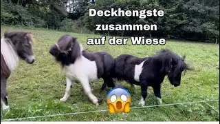 Deckhengste zusammen in der Wiese 😱