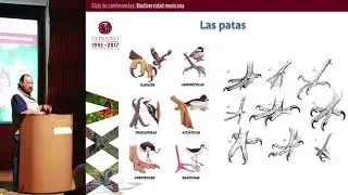 Biól. Humberto Antonio Berlanga García, Aves de México, conocimiento y conservación