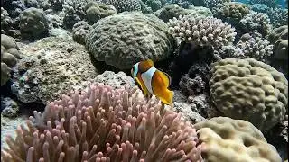 4K Deep Sea Sleep: Relaxing Ocean Sounds for Insomnia & Stress Relief