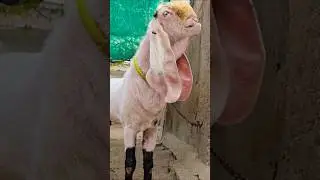 toofan gulabi breeder 7799799649