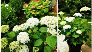 Гортензия древовидная. Долгоиграющий компактный  букет. Результат черенкования