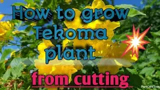 how to grow Tekoma plant #loveofgardening #tecoma #plant
