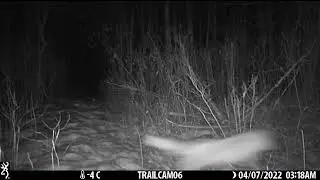 Red fox screaming