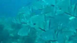 Atlantic Spadefish (Enxada) - Chaetodipterus Faber