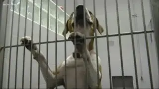 Dog respiratory infection outbreak seen in Charlotte