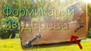 Идея о создании Деревянных Формикариев.