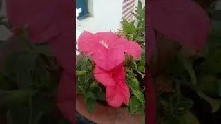 #petunia blooming #flowers morning #fresh #good morning #click #garden #flowers 🤗🌸 #views #butwal
