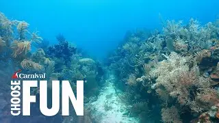 No Equipment Turneffe Atoll Two Tank Dive in Belize | Carnival Cruise Line