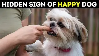 Scientists Confirm 18 Signs Your Dog Is Extremely Happy and Healthy With You
