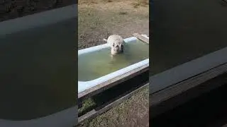 Kangal puppy's swimming pool :)  #kangal #kangaldogs  #dogcasttv