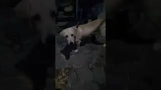 Labrador puppy | Intelligent Police Dogs | FOR SALE #Labradorpuppy #Labdog #Policedog