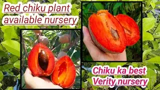 Red chiku plant farming in india best Verity plant nursery Kolkata