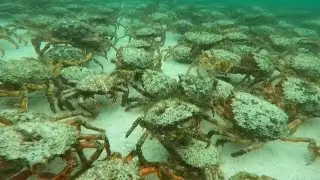 Extraordinary gathering of spider crabs on the Cornish coastline | AFP