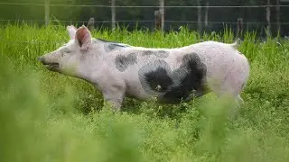 How to Transport Your Potbellied Pig | Pet Pigs