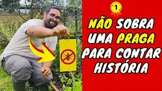✅ COLA AMARELA PARA PRAGAS ( Yellow Glue)