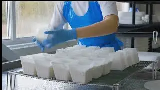 How Cheese is Made: From Farm to Market | Cheese Production Process
