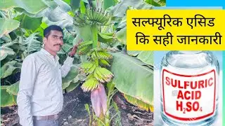 सल्फ्यूरिक एसिड कि सही जानकारी देखिये पूरा वीडियो | How to use H2SO4 In Banana Farming